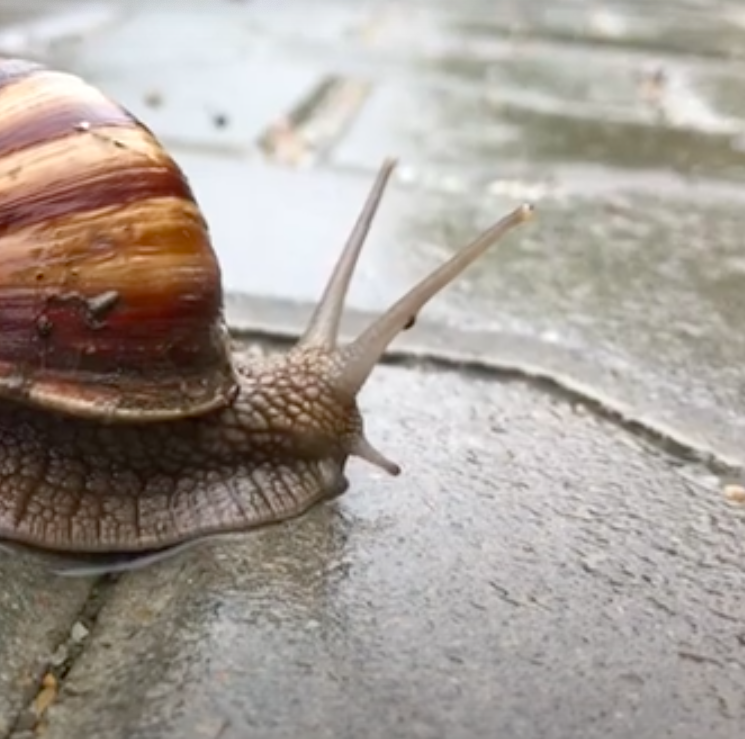 How Snails move 