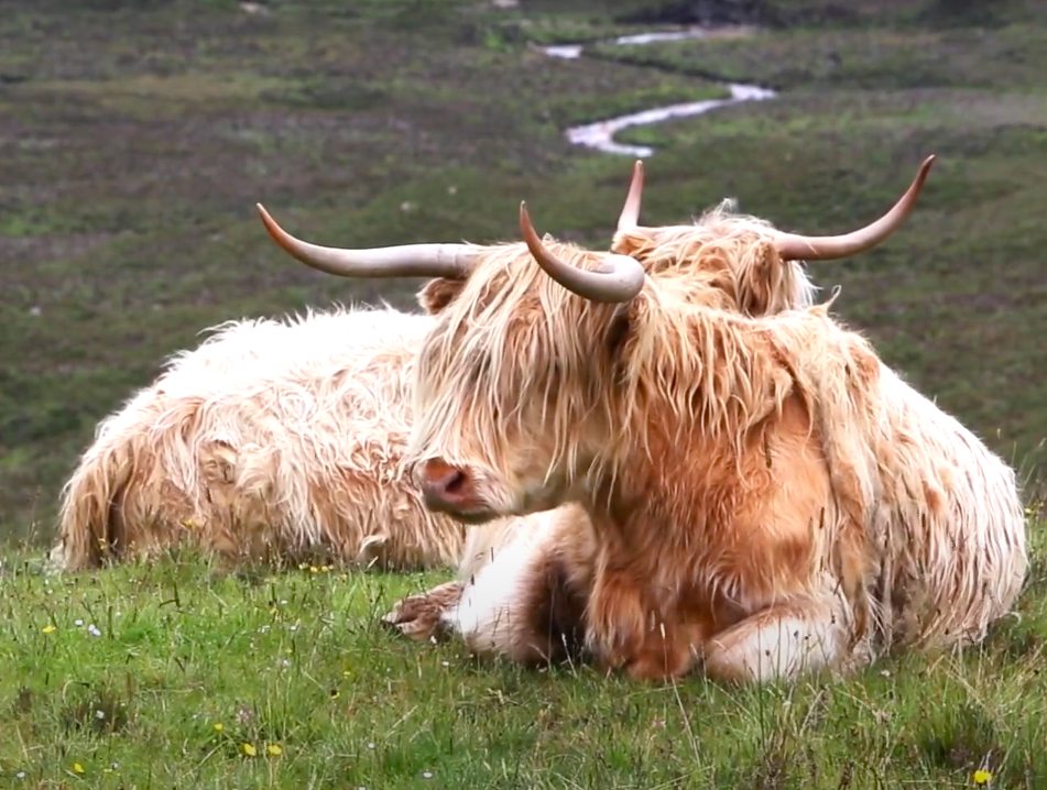 Beauty of Scotland